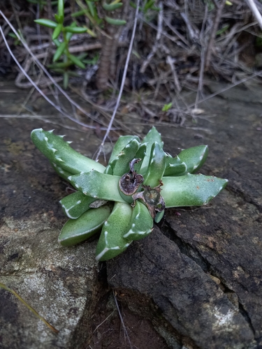 Faucaria bosscheana (Faucaria bosscheana)