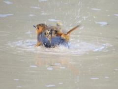 Cossypha natalensis natalensis