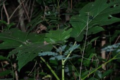 Solanum chrysotrichum