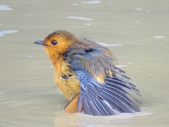 Cossypha natalensis natalensis