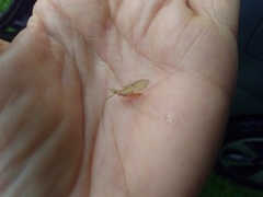 Maccaffertium mediopunctatum