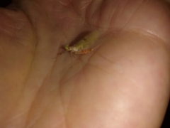 Maccaffertium mediopunctatum