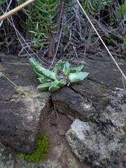 Faucaria bosscheana