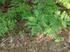 Pteridium latiusculum