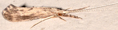 Oecetis cinerascens