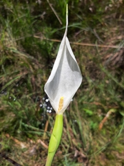 Peltandra sagittifolia