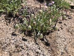 Erigeron bloomeri