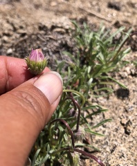 Erigeron bloomeri
