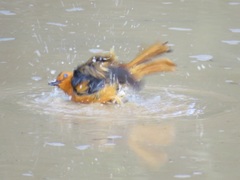 Cossypha natalensis natalensis