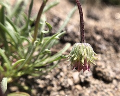 Erigeron bloomeri