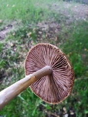 Candolleomyces candolleanus