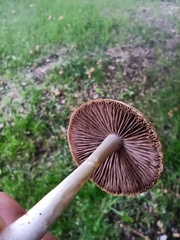Candolleomyces candolleanus