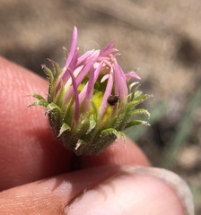 Erigeron bloomeri