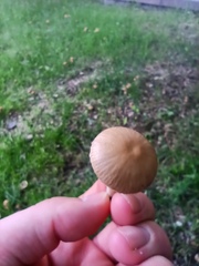 Candolleomyces candolleanus