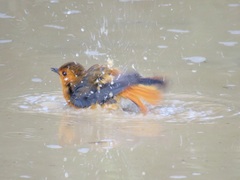 Cossypha natalensis natalensis