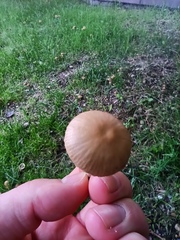 Candolleomyces candolleanus