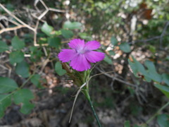 Dianthus balbisii