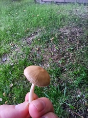 Candolleomyces candolleanus