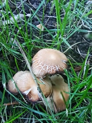 Candolleomyces candolleanus