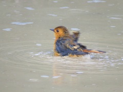 Cossypha natalensis natalensis