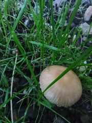 Candolleomyces candolleanus