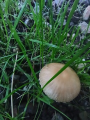 Candolleomyces candolleanus