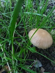 Candolleomyces candolleanus