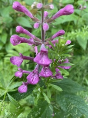 Stachys chamissonis