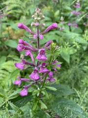 Stachys chamissonis