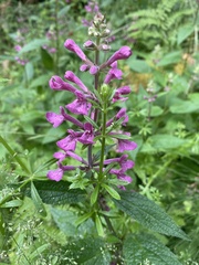 Stachys chamissonis