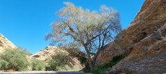 Faidherbia