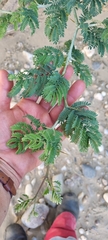 Faidherbia