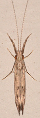 Oecetis cinerascens
