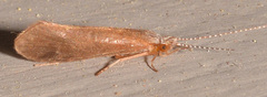Ceraclea tarsipunctata