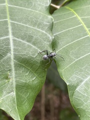 Polyrhachis militaris