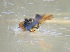 Cossypha natalensis natalensis