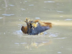 Cossypha natalensis natalensis