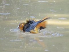 Cossypha natalensis natalensis