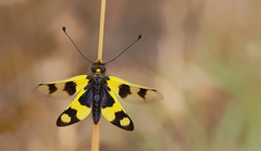 Libelloides macaronius