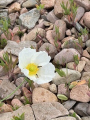 Papaver sokolovskajae