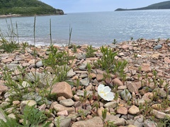 Papaver sokolovskajae