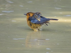 Cossypha natalensis natalensis