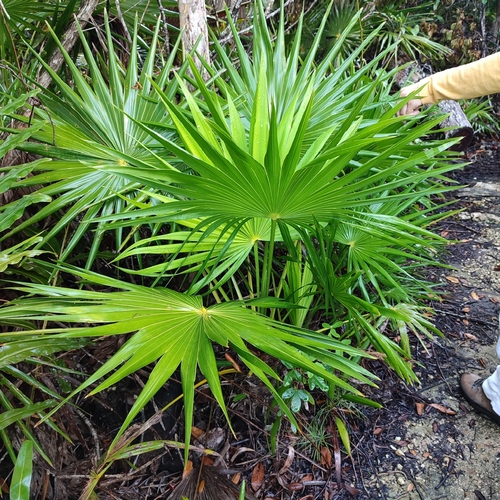 Thrinax radiata