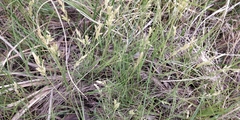 Distichlis spicata stricta