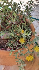 Malephora lutea