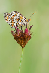 Melitaea phoebe
