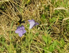 Bombus pensylvanicus