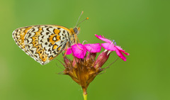 Melitaea arduinna