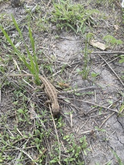 Sceloporus goldmani