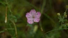 Dianthus borbasii